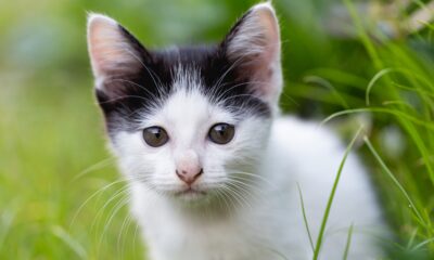 Abandon Cat Makes A Stunning Transformation