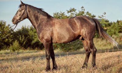 When The Owner's Boyfriend First Sees The Nervous Stallion, Everyone Holds Their Breath As The Enormous Animal Rushes In His Direction