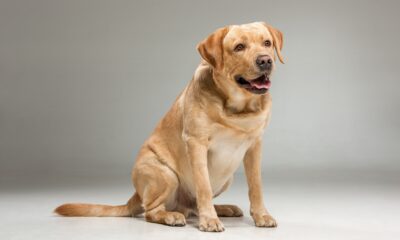 While Fighting Illness, A Man Had To Give Up His Beloved Dog; Two Years Later, A Miracle Brings Them Back Together